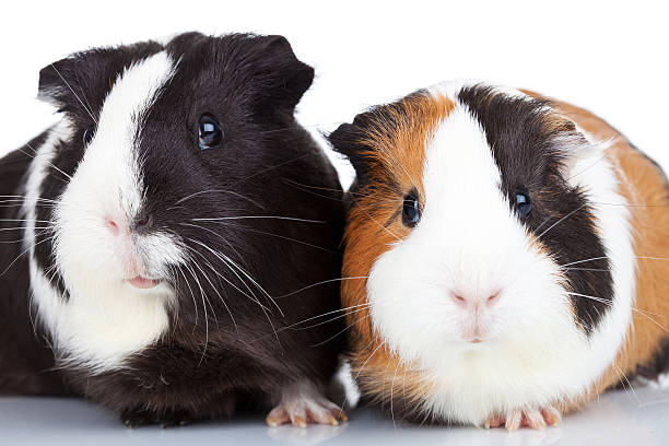 istock Close up of two guinea pigs 186907297
