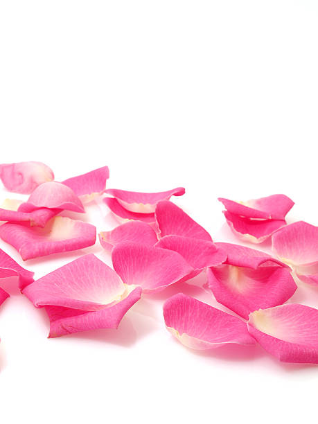 istock Pink rose and petals 186907840