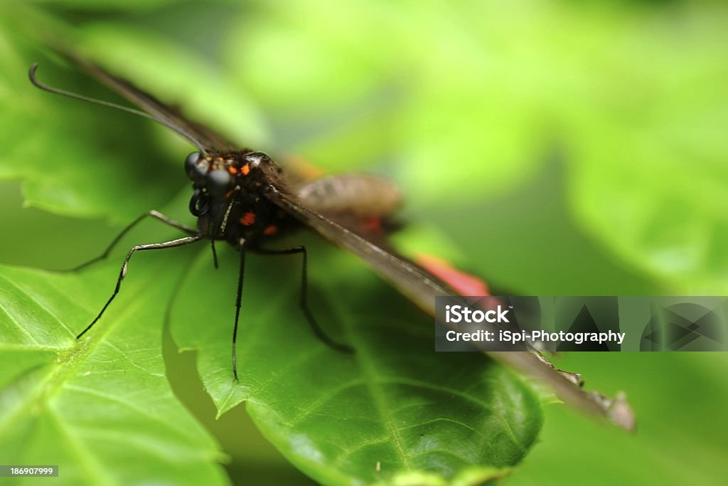 Red and Black Butterfly Read and Black Butterfly on a leaf Animal Stock Photo