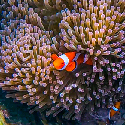 Clown fish in Kho Surin Island Coral reef teaming with reef fish of various colours. the Andaman Sea in Thailand beautiful lush green mountains and turquoise blue waters white sandy beaches
