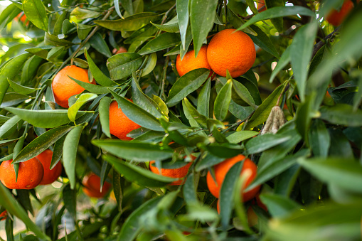 Fresh ripe orange green on the tree in the green garden orchard