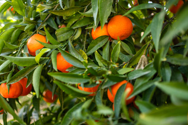 Orange trees and fruits growing stock photo