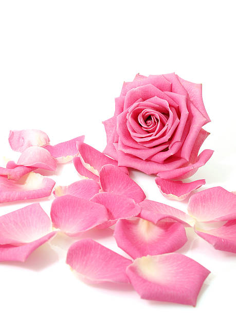 istock Pink rose and petals 186908161