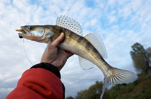 istock Walleye in fisherman's hand against cloudy sky 186908162