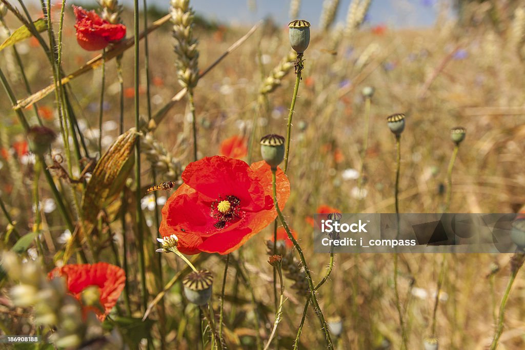 Fiori selvatici - Foto stock royalty-free di Albero