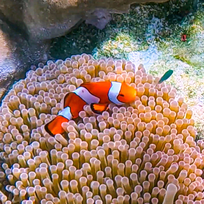 Clown fish in Kho Surin Island Coral reef teaming with reef fish of various colours. the Andaman Sea in Thailand beautiful lush green mountains and turquoise blue waters white sandy beaches