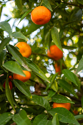 Fresh ripe orange green on the tree in the green garden orchard