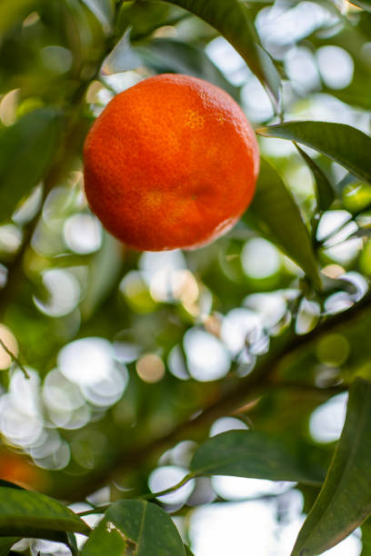 istock Orange trees and fruits growing 1869092732