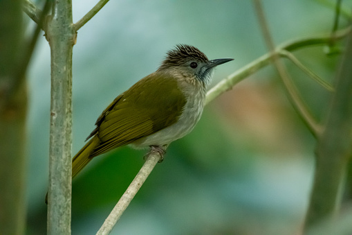 Mountain Bulbul on branch