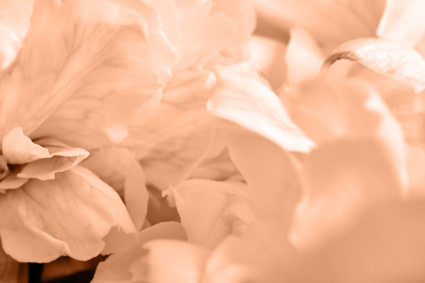 istock Flower head close-up. Natural background 1869095638
