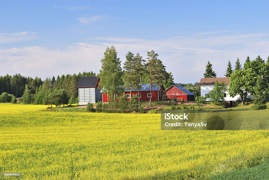 Finland Beautiful landscape of Finland with yellow rape fields in a sunny day Blue Stock Photo