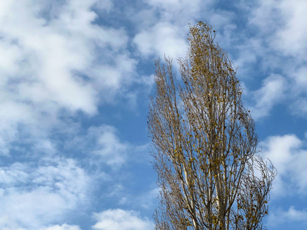 couronne d’arbre en automne. les feuilles tombent, seules les branches nues sont visibles - poplar tree treetop forest tree photos et images de collection