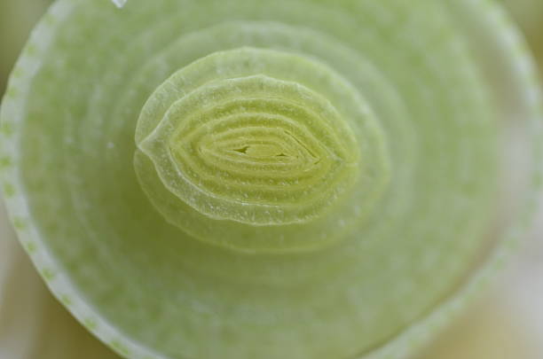 istock Close up of thinly sliced fresh leek stalk 186910693