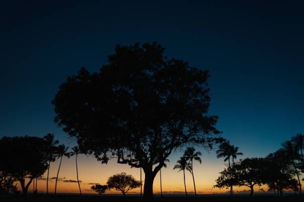 Black silhouette of big, beautiful trees on the beach in front of an orange sunset. Beauty in nature concepts are being displayed.