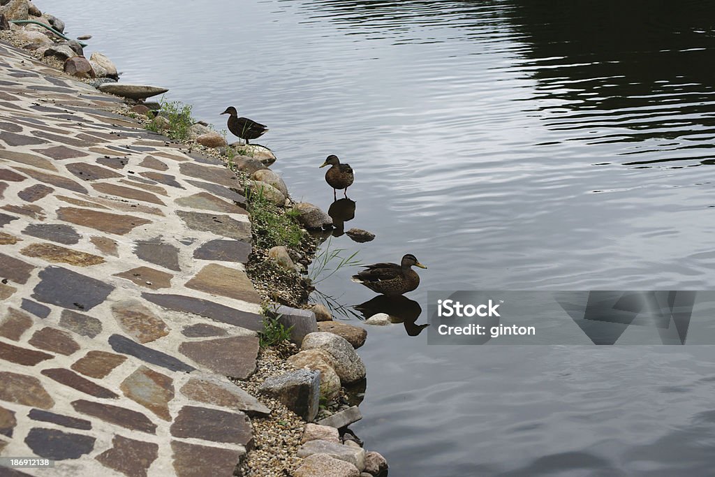 Duck pond - Zbiór zdjęć royalty-free (Bez ludzi)