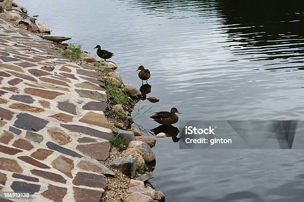 Duck Pond - zdjęcia stockowe i więcej obrazów Bez ludzi - Bez ludzi, Brzeg wody, Fotografika