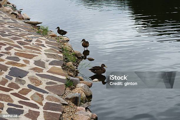 Duck Пруд — стоковые фотографии и другие картинки Без людей - Без людей, Водоплавающая птица, Возвышенность