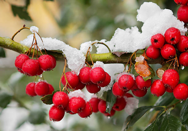 istock Red berrys on the branch. 186912263