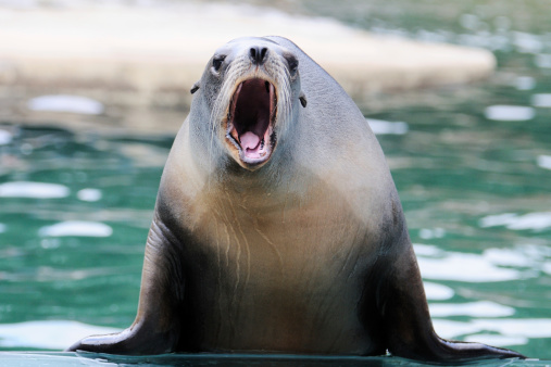 Sea lion with mouth open
