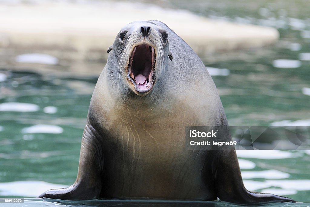 Sea lion - Zbiór zdjęć royalty-free (Foka)
