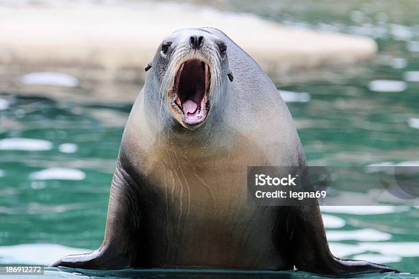 Sea Lion - zdjęcia stockowe i więcej obrazów Foka - Foka, Przedstawienie - Pojęcia, Pokazywać