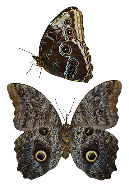 istock butterfly isolated pachliopta aristolochiae 186912366