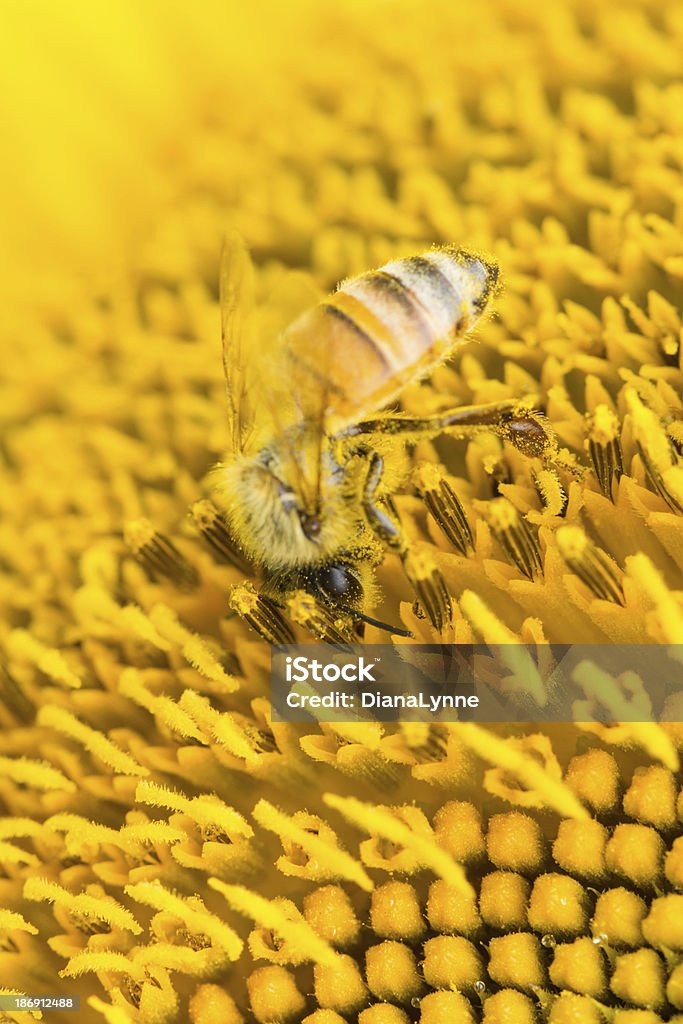 Honey bee de girasol, recolección de polen - Foto de stock de Abeja libre de derechos