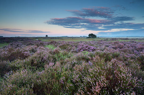 istock flowering pink heather at sunrise 186912540