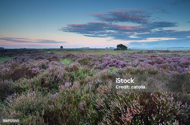 Flowering Pink Heather At Sunrise Stock Photo - Download Image Now - Agricultural Field, Blossom, Blue