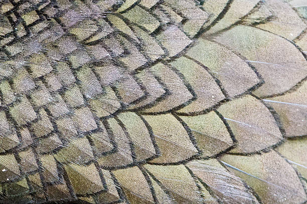 Feature pattern from Shag (Farne Islands, UK) stock photo
