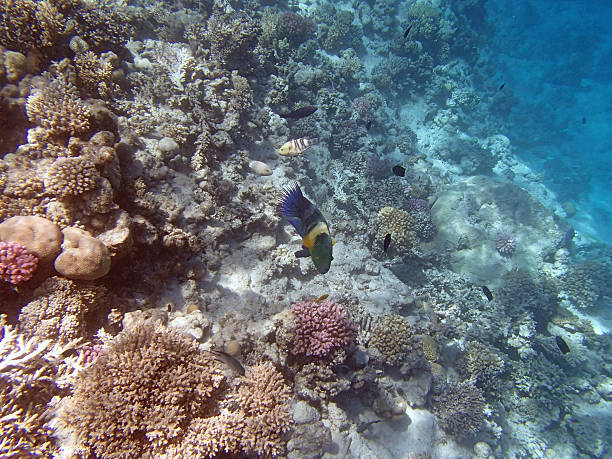 istock snorkeling in the red sea 186912619