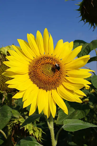 Closeup of sunflower with bumblebee and blus sky background