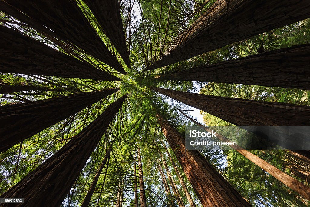 Strahlend grüner Vegetation bildet Kreis Muster der Küste, die berühmten redwood trees - Lizenzfrei Baum Stock-Foto