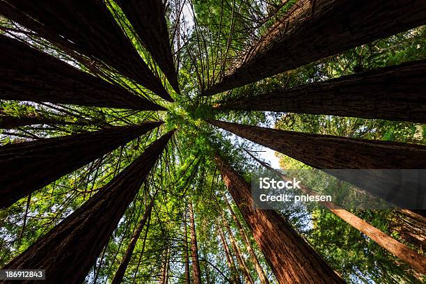 Strahlend Grüner Vegetation Bildet Kreis Muster Der Küste Die Berühmten Redwood Trees Stockfoto und mehr Bilder von Baum