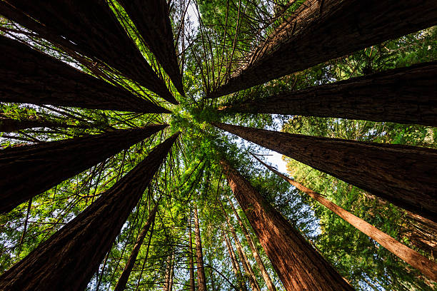 istock Bright green foliage creates circle pattern of coastal redwood trees 186912843