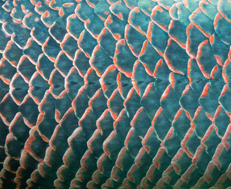 Escala de pescado photo