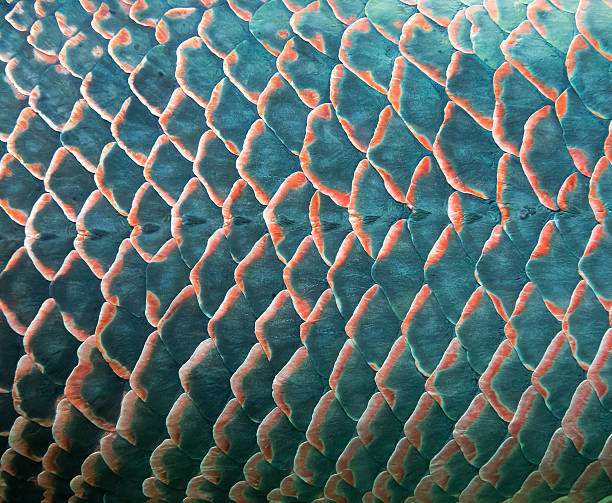 Fish scale Background of giant fish scale freshwater fish photos stock pictures, royalty-free photos & images