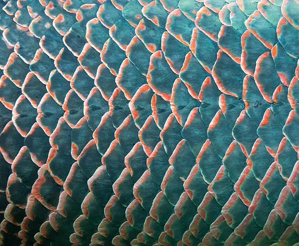 Photo of Fish scale