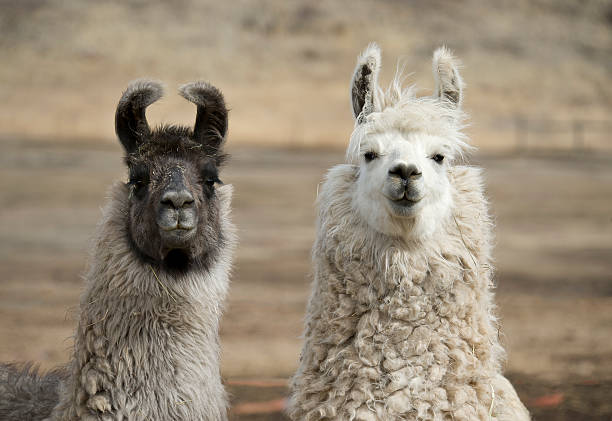 Two llamas in field with wooly coats Two beautiful llamas looking directly at camera. One is grey with a black/charcoal face and the other is white. The white one appears to be smiling. Image is close up on llamas' heads and long necks. Each have full wooly coats. brown llama on the field stock pictures, royalty-free photos & images