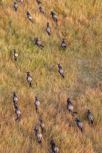 Zebra mingle with thousands of wildebeest on the banks of the Mara River during the annual great migration. In the Masai Mara. Every year 1.5 million wildebeest make the trek from Tanzania to Kenya.