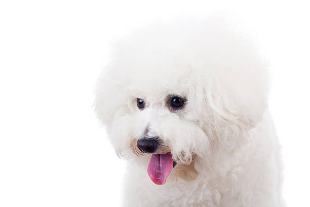 istock bichon frise puppy dog looking at something 186913170