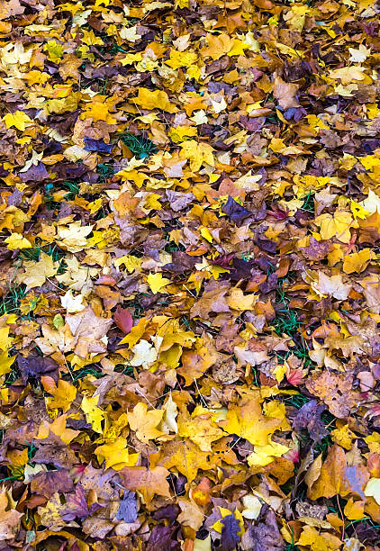 istock Yellow, orange and brown Maple leaves on the ground 186913246