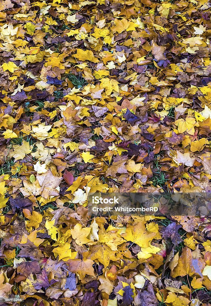 Żółty, pomarańczowy i brązowy liście klonu na ziemi - Zbiór zdjęć royalty-free (Abstrakcja)