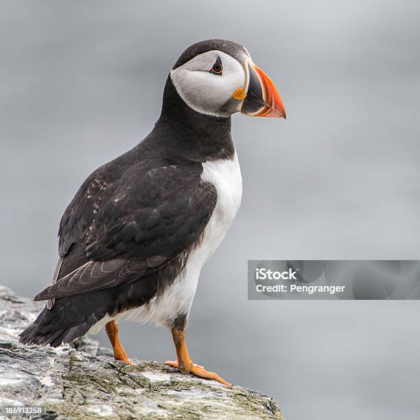 Piedi Pulcinella Di Mare - Fotografie stock e altre immagini di Alcidae