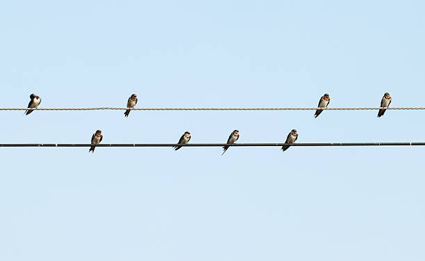istock sparrow sitting on the power cable 186913279