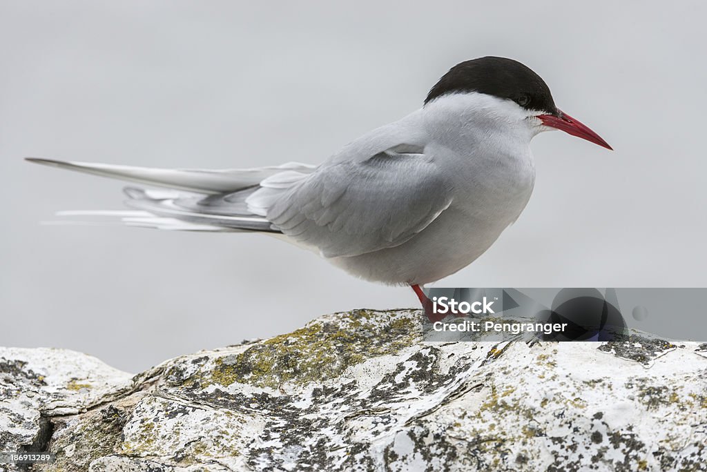 Полярная крачка стоя на стене (Farne острова, UK - Стоковые фото National Trust роялти-фри