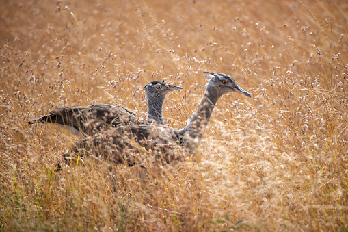 a pair of Corey Bustard, with splendid setting shot in the Serengeti plains – Tanzania