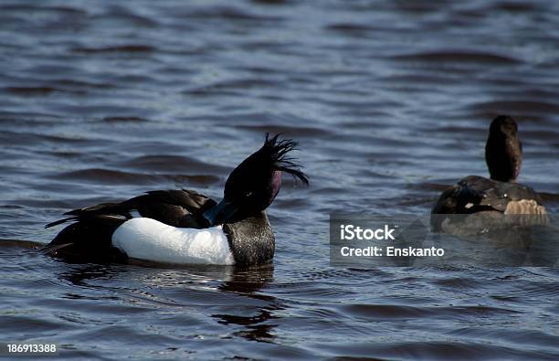 Хохлатая Чернеть — стоковые фотографии и другие картинки Lake Waterfowl - Lake Waterfowl, Tufted Duck, Белое мясо