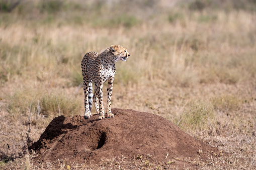 Point of view - A cheetah climbing to a small elevation point of view  to have a view of the Serengeti plain at sunrise – Tanzania