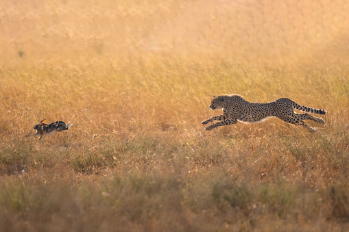 A wild Cheetah running across the savannah grassland of the Masai Mara, Kwenya